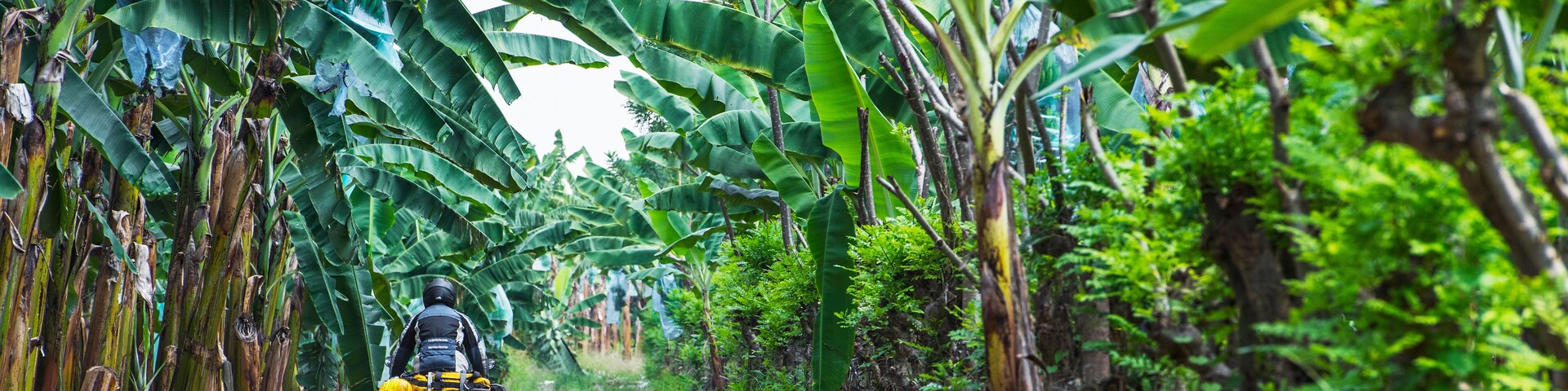 Man riding touring motorbike through banana plantation, Ecuador