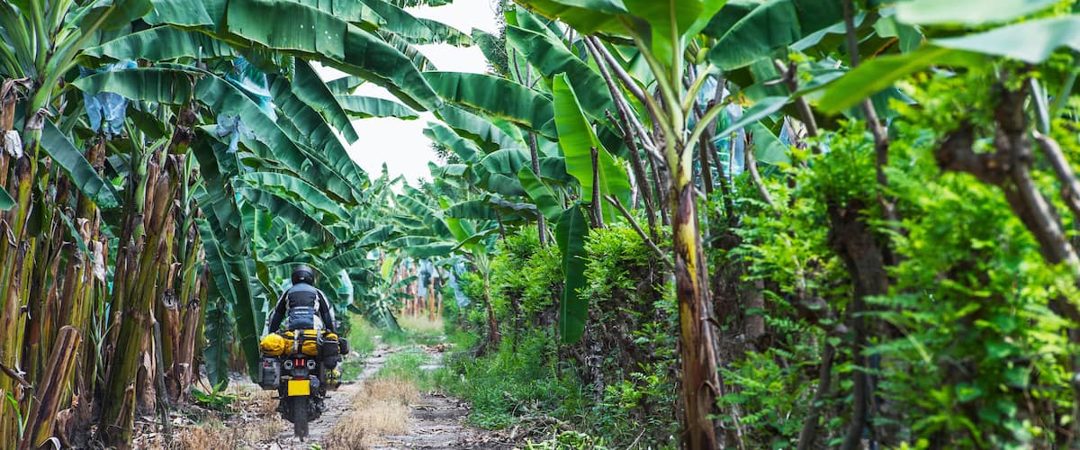 A motorcyclist riding through a banana plantation.
