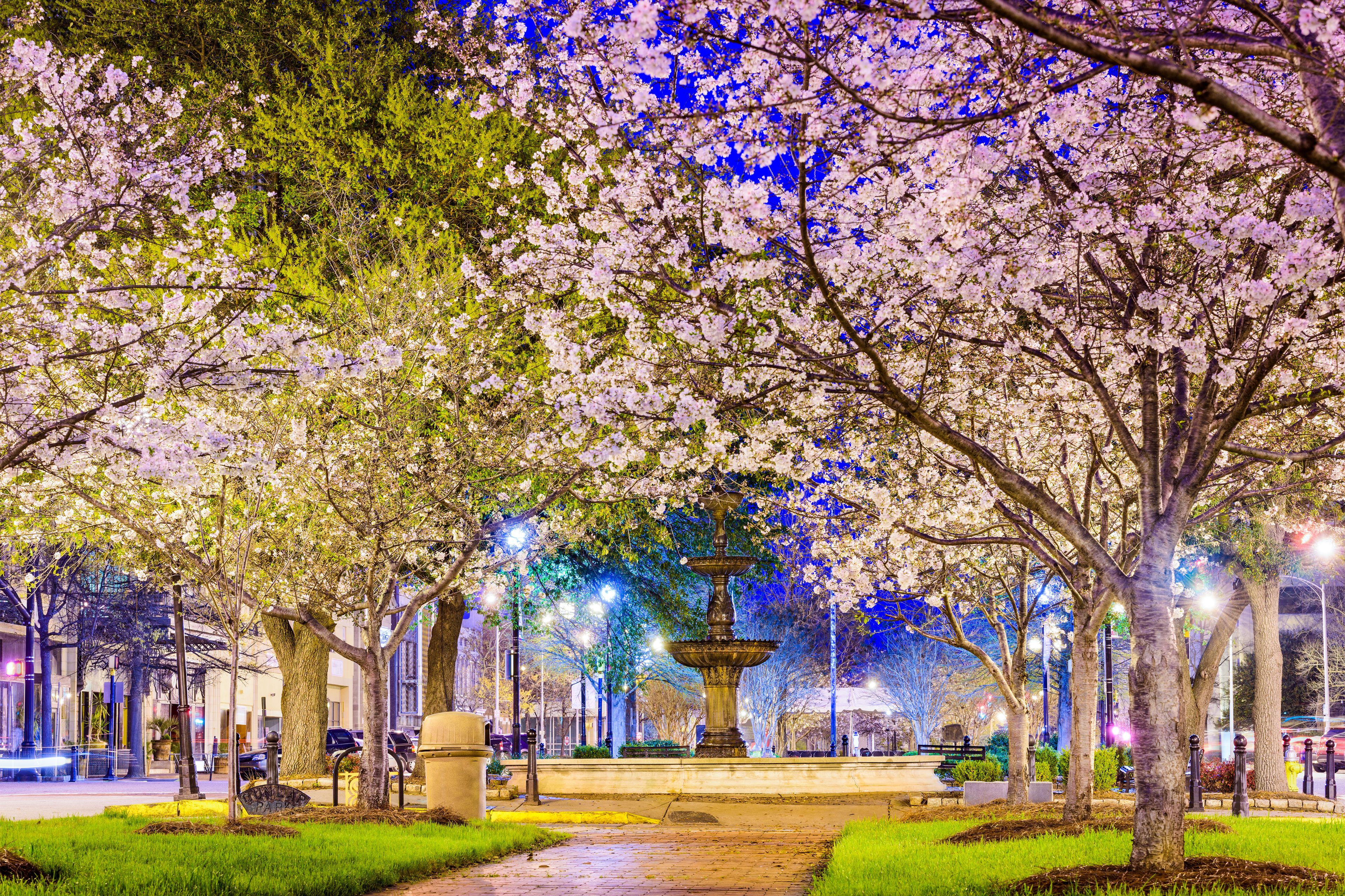 A nighttime park with cherry blossoms, a central fountain, and street lamps.