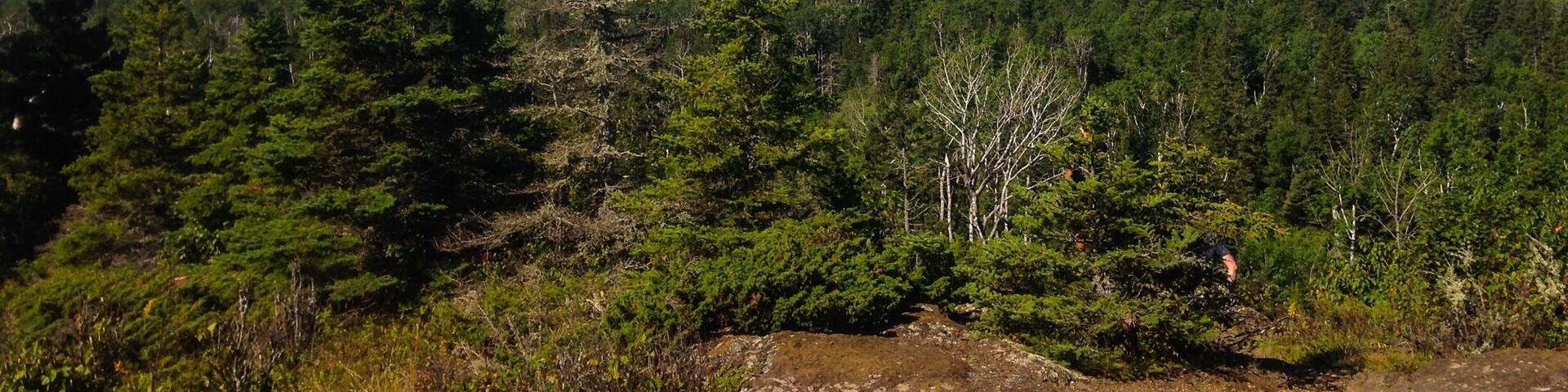 A sea of #Green below Greenstone Ridge in Isle Royale NP