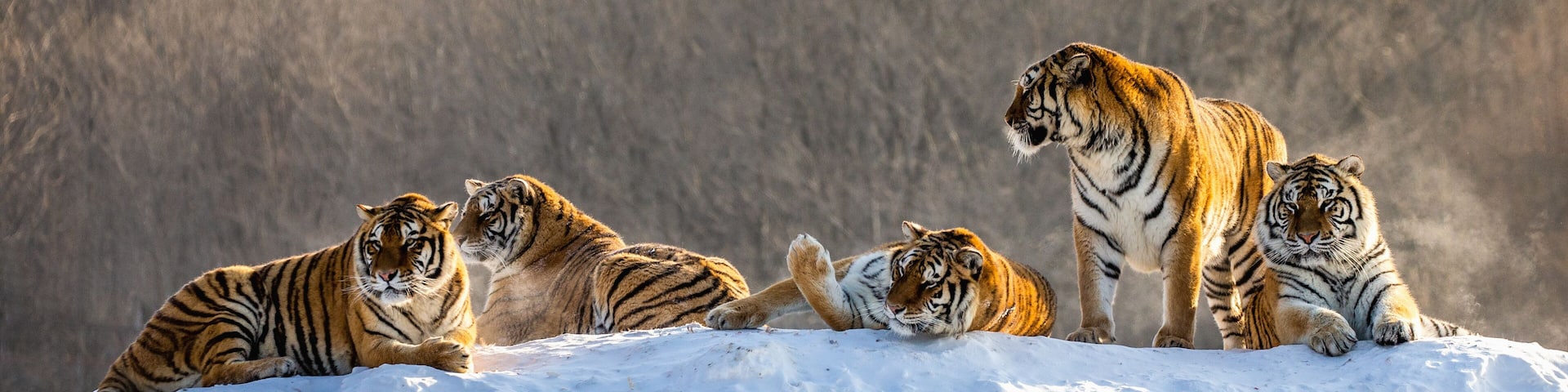 Several siberian tigers on a snowy hill against the background of winter trees. China. Harbin. Mudanjiang province. Hengdaohezi park. Siberian Tiger Park. Winter. Hard frost. (Panthera tgris altaica)