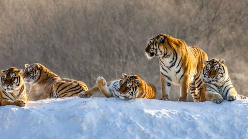 Several siberian tigers on a snowy hill against the background of winter trees. China. Harbin. Mudanjiang province. Hengdaohezi park. Siberian Tiger Park. Winter. Hard frost. (Panthera tgris altaica)