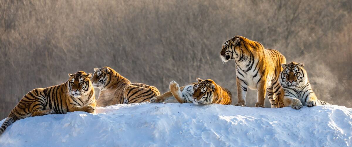 A group of tigers resting on a snowy hill with a forested background.