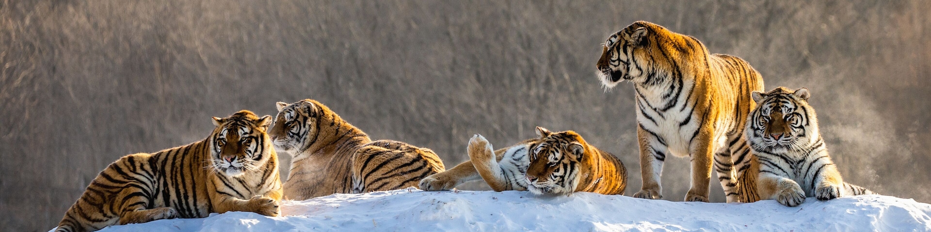 A group of tigers resting on a snowy hill with a forested background.