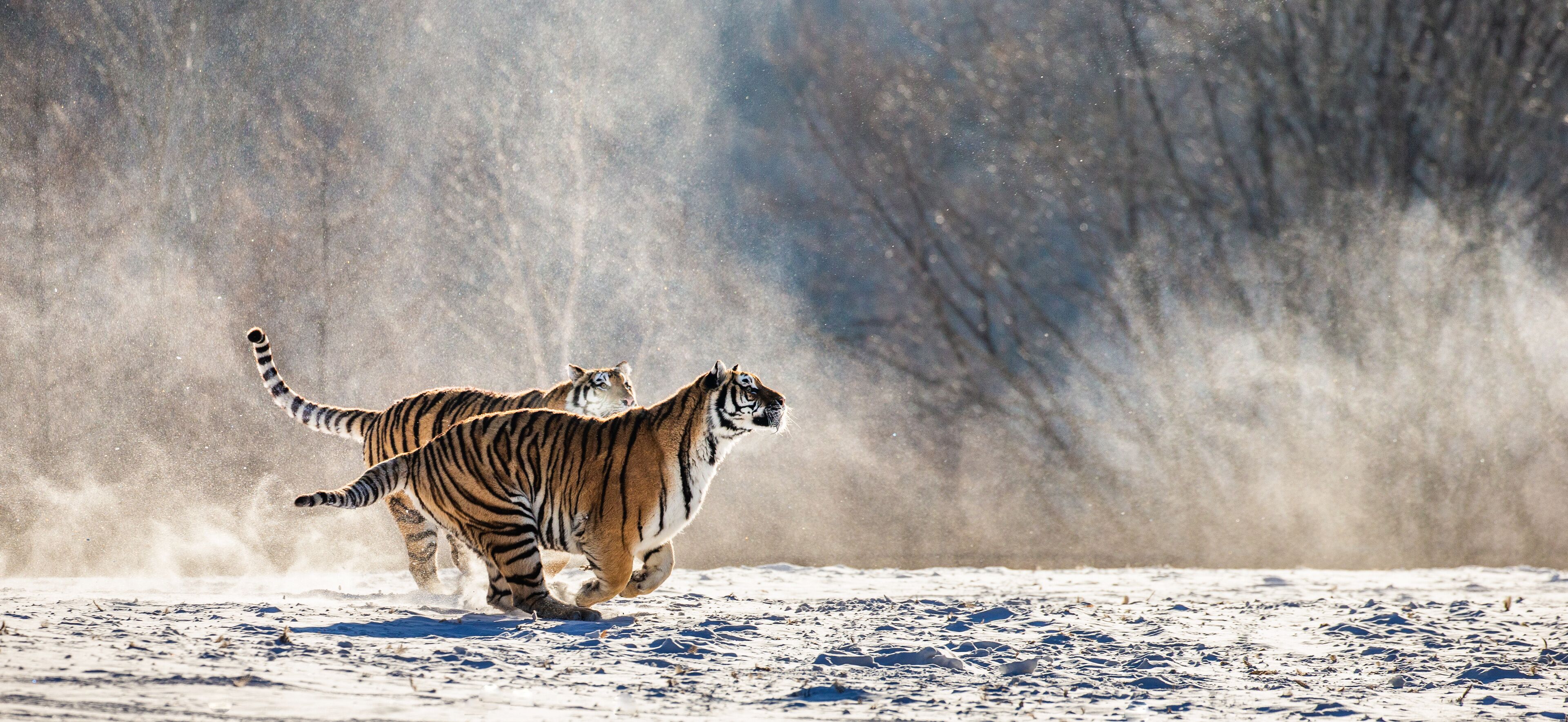Siberian (Amur) tigers in a snowy glade catch their prey. Very dynamic shot. China. Harbin. Mudanjiang province. Hengdaohezi park. Siberian Tiger Park. Winter. Hard frost. (Panthera tgris altaica)