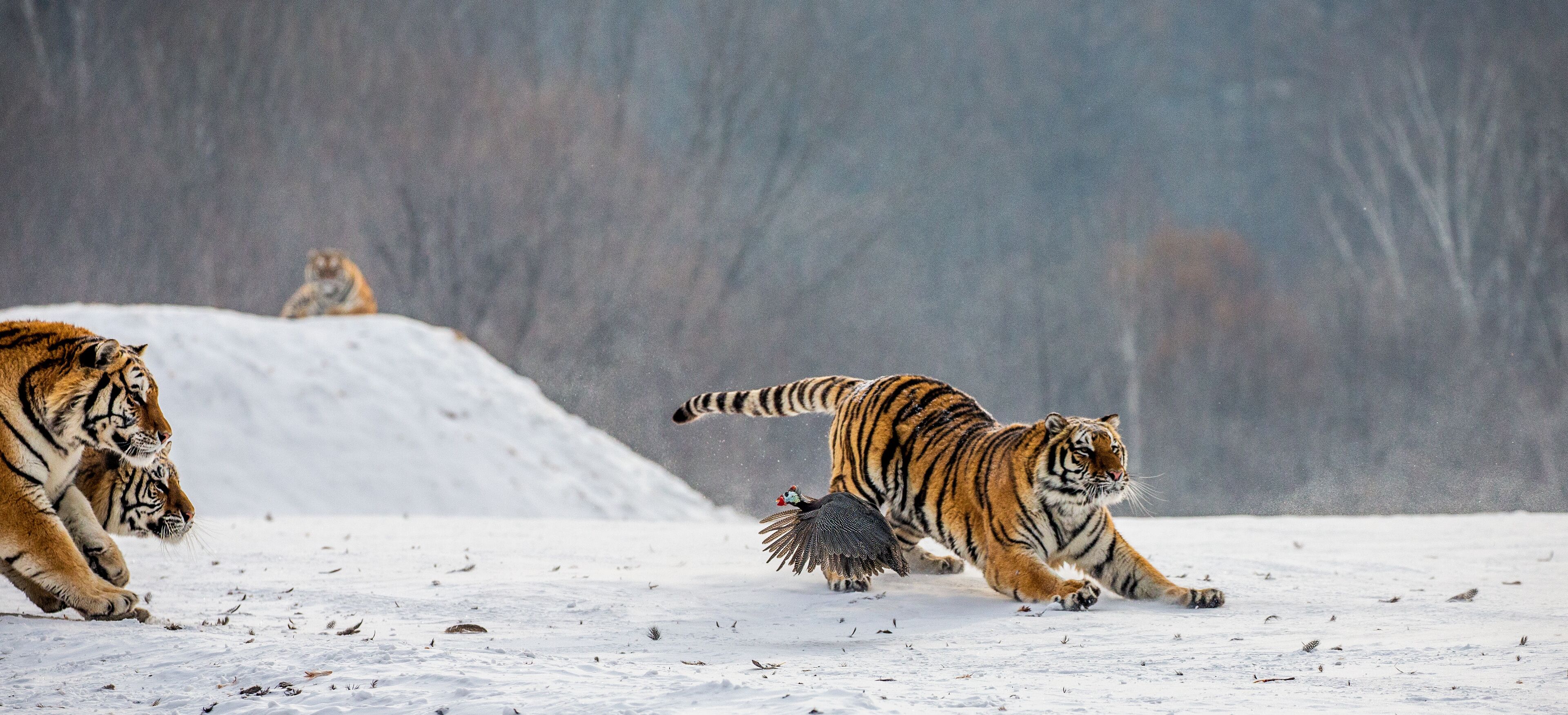 Siberian tigers in a snowy glade catch their prey. Very dynamic shot. China. Harbin. Mudanjiang province. Hengdaohezi park. Siberian Tiger Park. Winter. Hard frost. (Panthera tgris altaica)