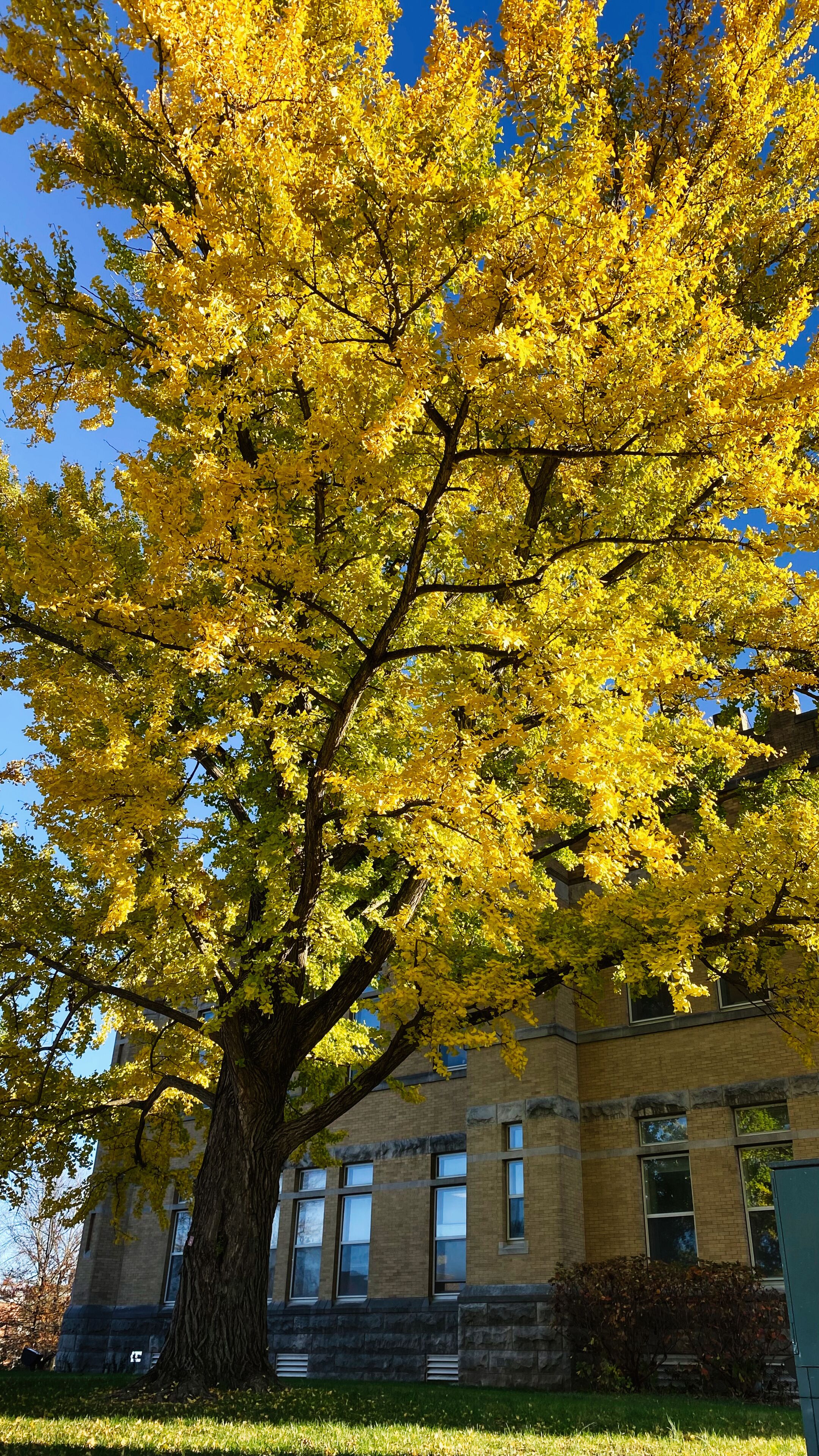Golden autumn tree near brick campus building in Washington DC USA, sunny day. Campus of Southern Illinois University Carbondale.