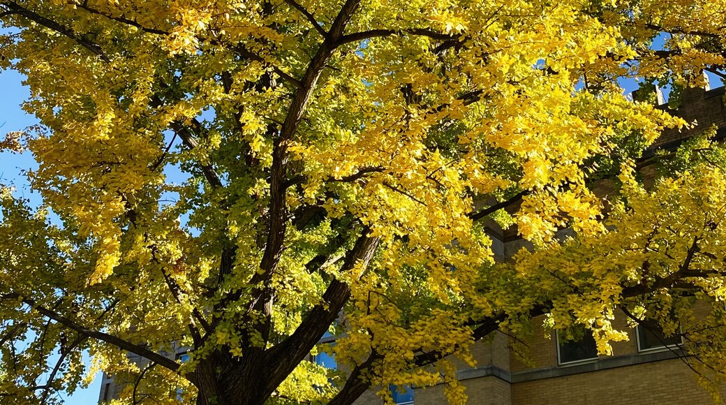 Golden autumn tree near brick campus building in Washington DC USA, sunny day. Campus of Southern Illinois University Carbondale.