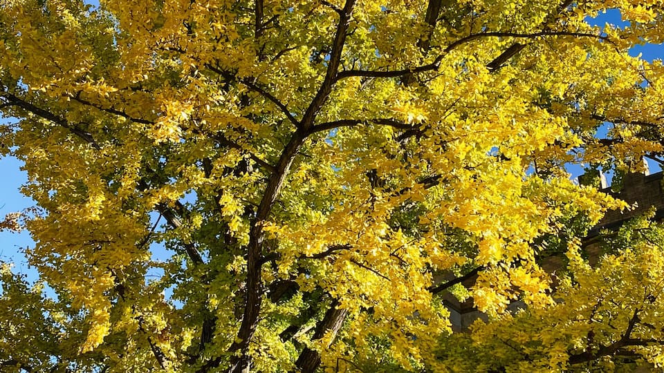 Golden autumn tree near brick campus building in Washington DC USA, sunny day. Campus of Southern Illinois University Carbondale.