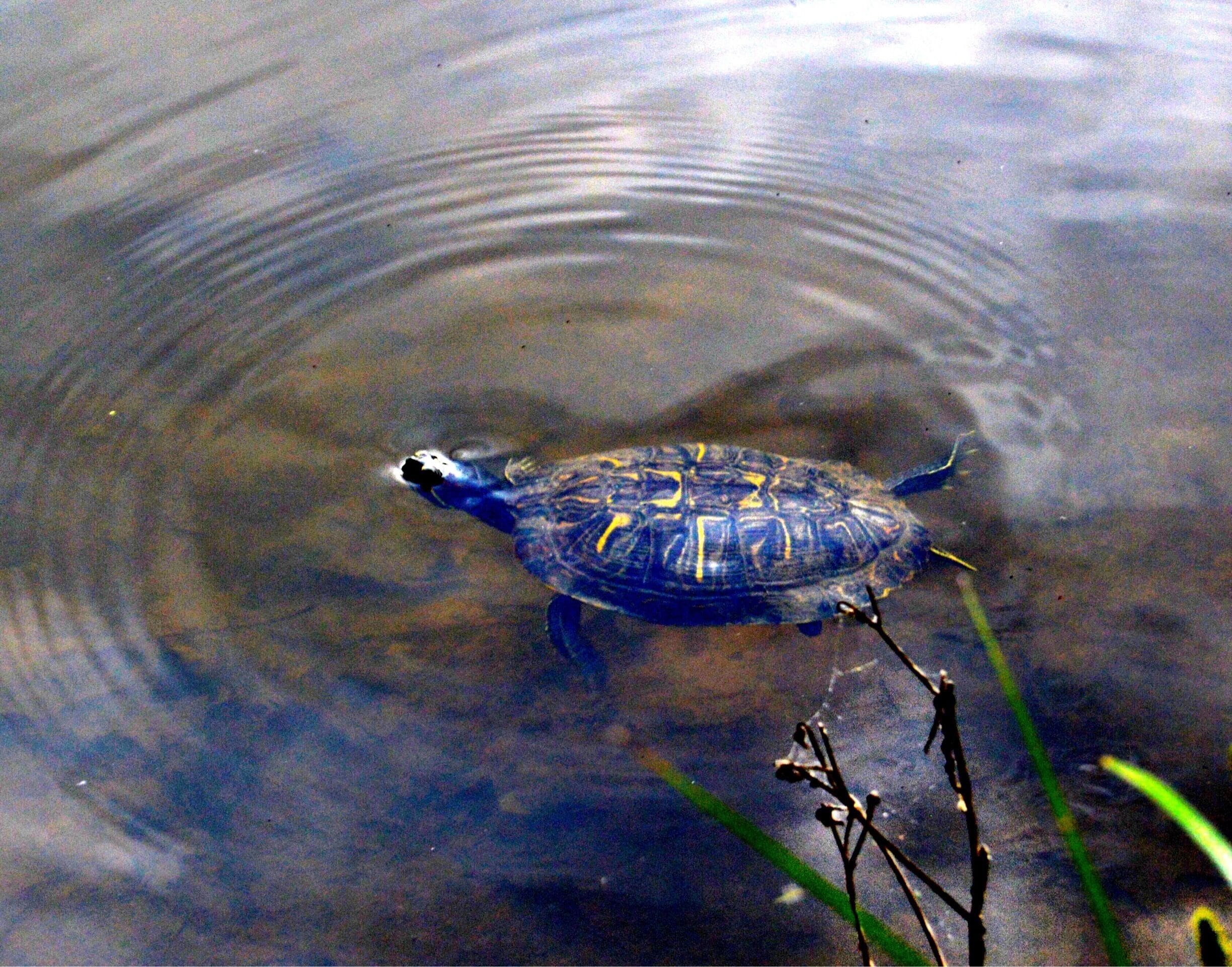 Who knew that turtles are beggars?