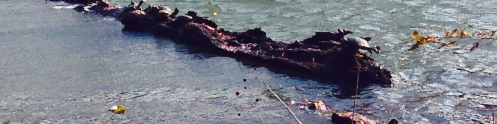 Campus Lake at Southern Illinois University in Carbondale, IL.