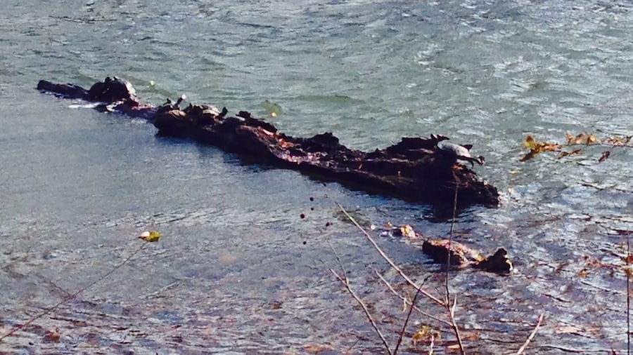 Campus Lake at Southern Illinois University in Carbondale, IL.