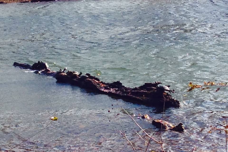 A river with a fallen tree trunk partially submerged in water.
