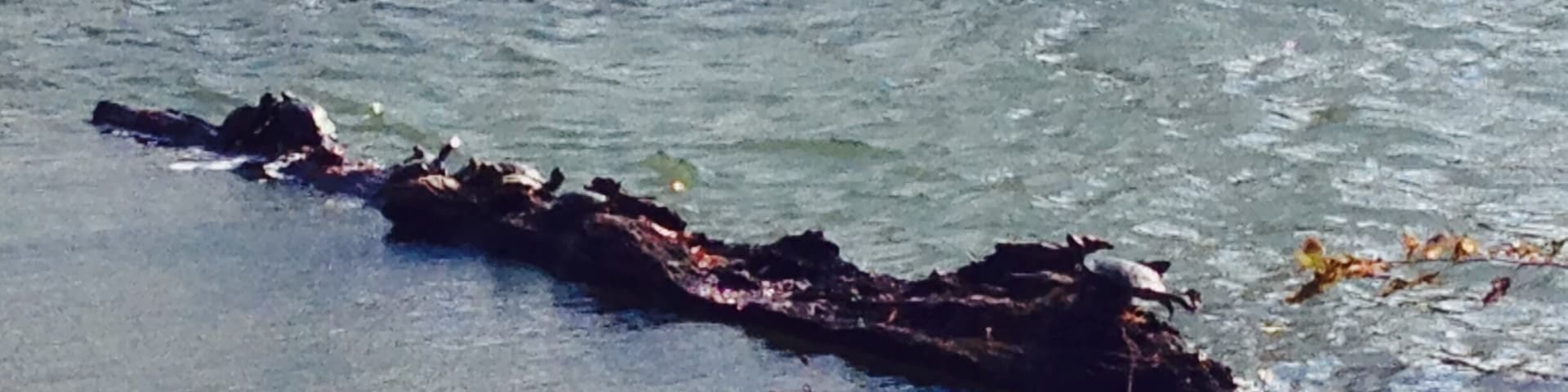 Campus Lake at Southern Illinois University in Carbondale, IL.