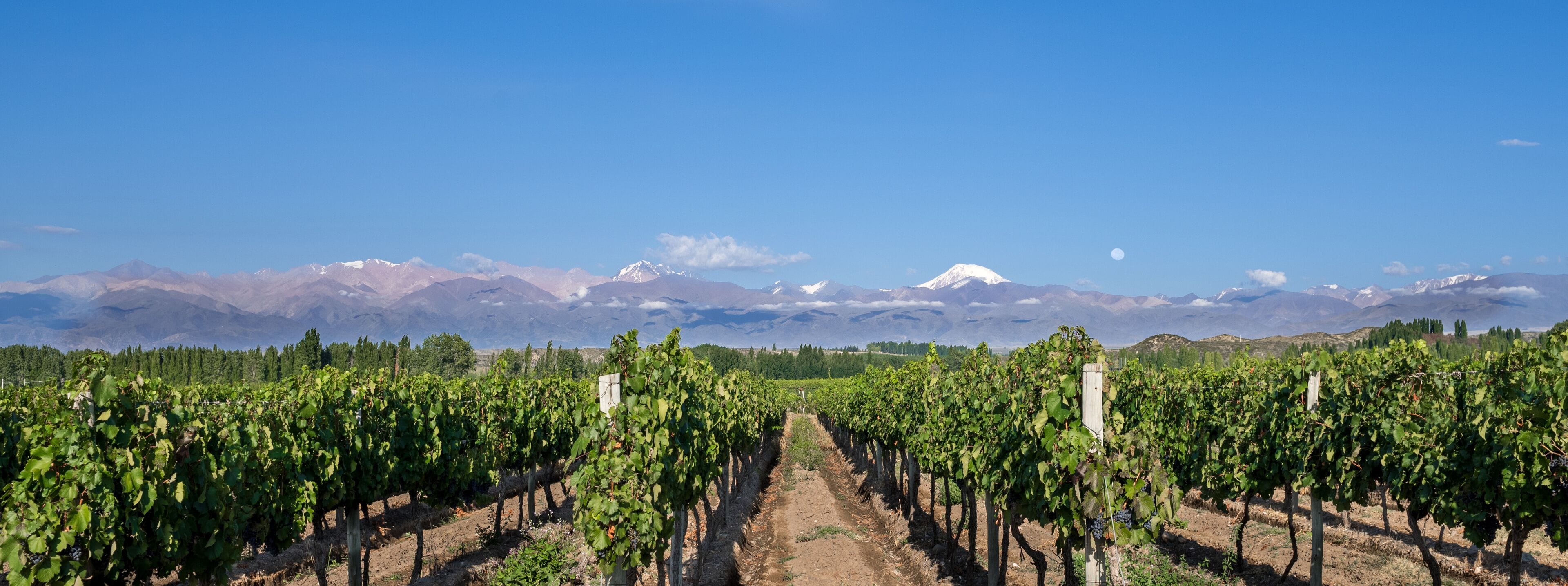Grape plantation mountains