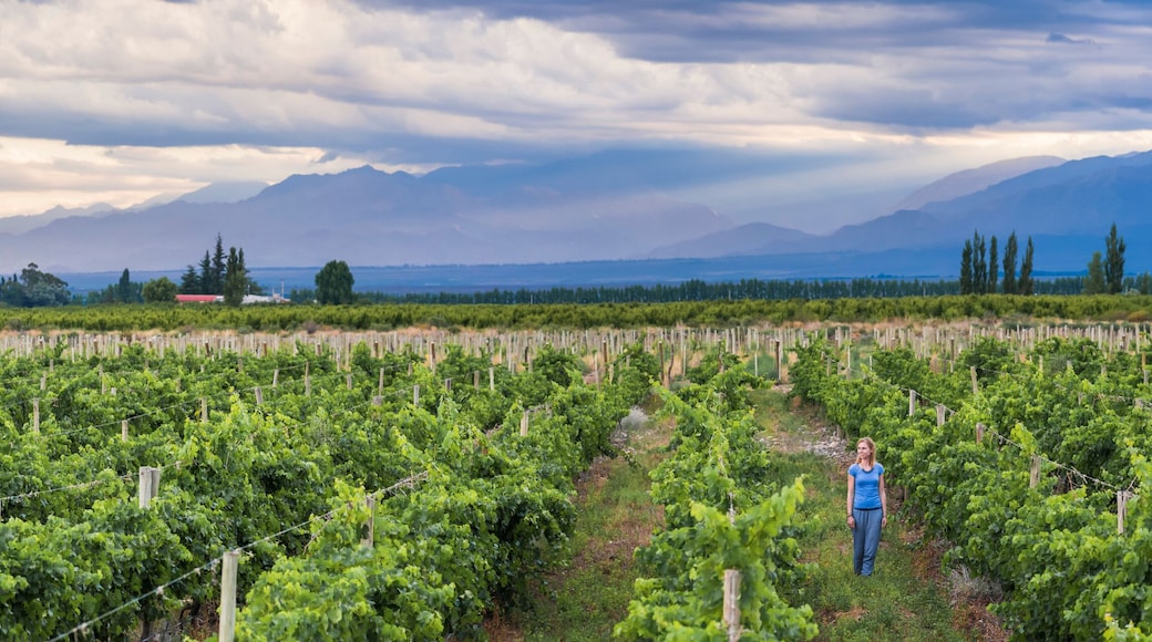 Woman in vineyards in Andes mountains on wine tasting vacation at a winery in Uco Valley (Valle de Uco), a wine region in Mendoza Province, Argentina, South America