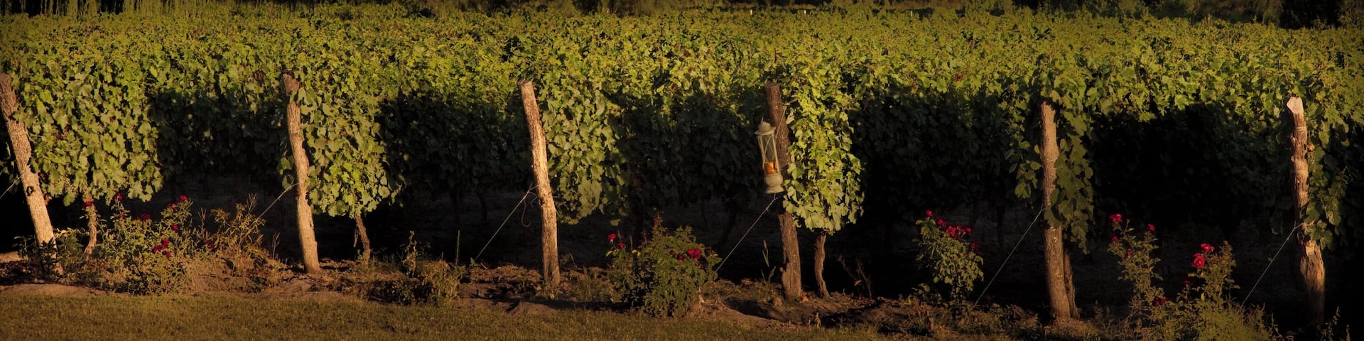 A small vineyard and fine hotel in Mendoza.