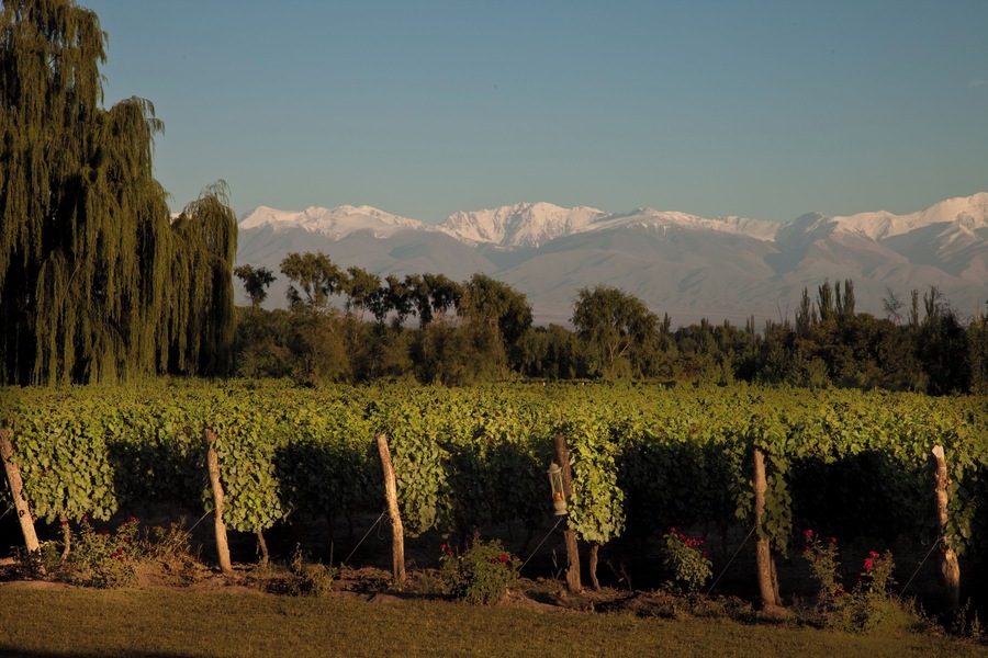A small vineyard and fine hotel in Mendoza.