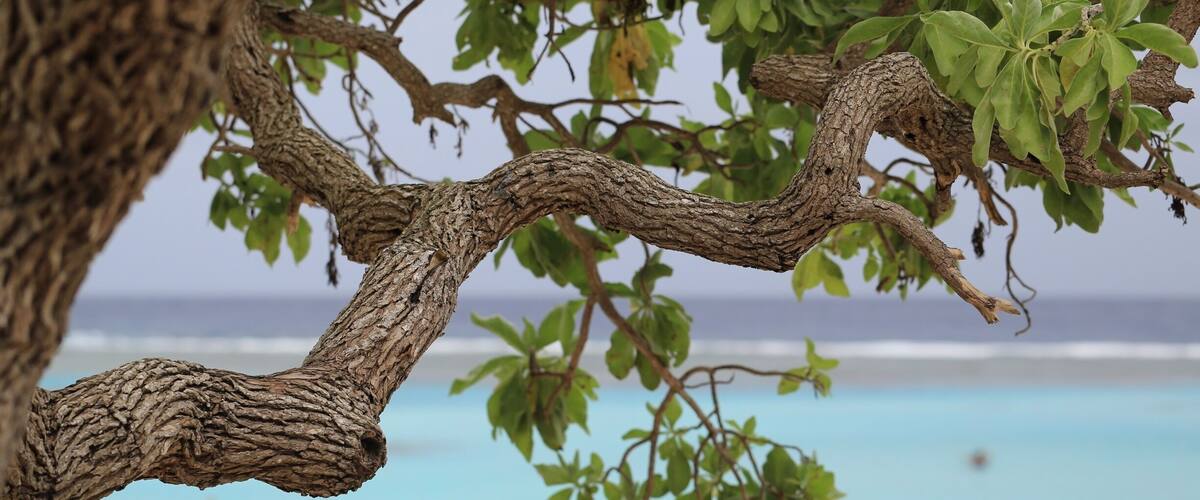 A tree branch with green leaves over a beach.
