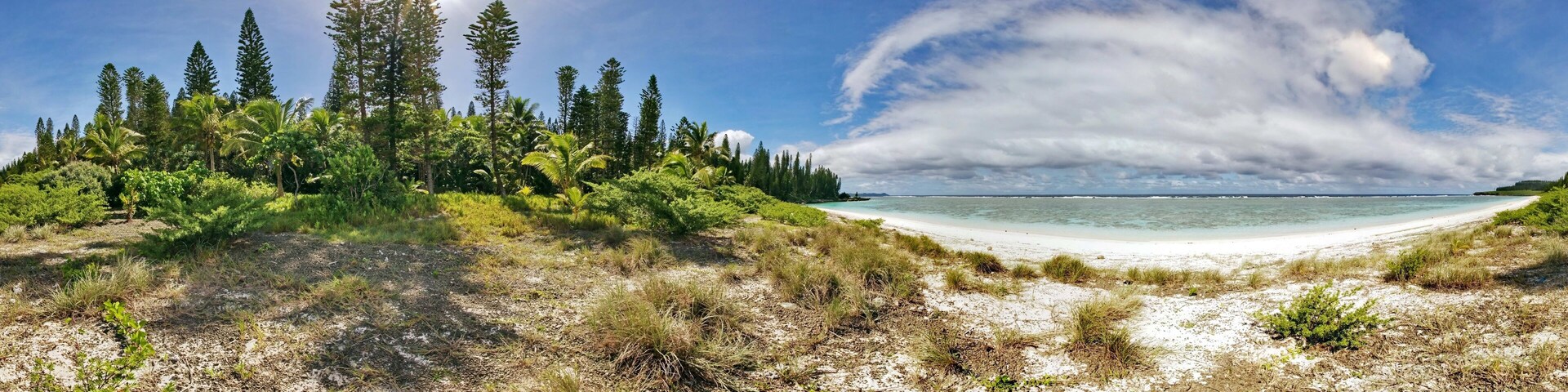 Uma praia com céu claro, palmeiras e uma orla arenosa.