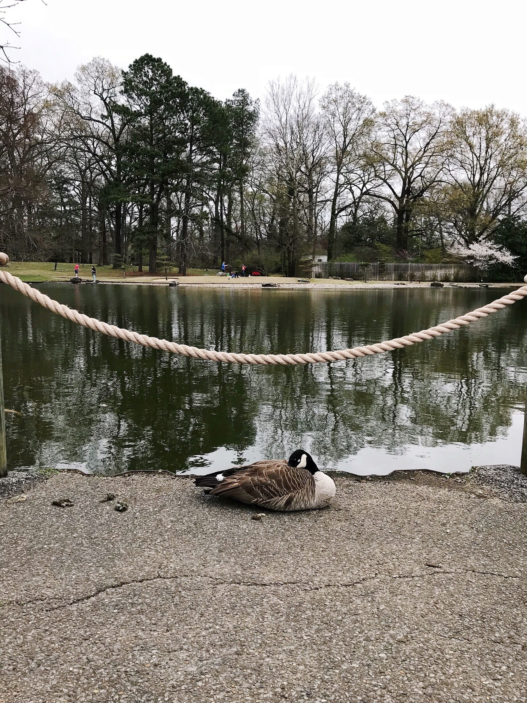 My friend, the goose, at Memphis Botanic Garden