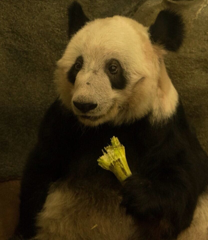 It is easy to see how Pandas represent the face of endangered species everywhere. Just look at that smile, have you ever seen anything so happy?
#Panda
#Happy
#ChowTime