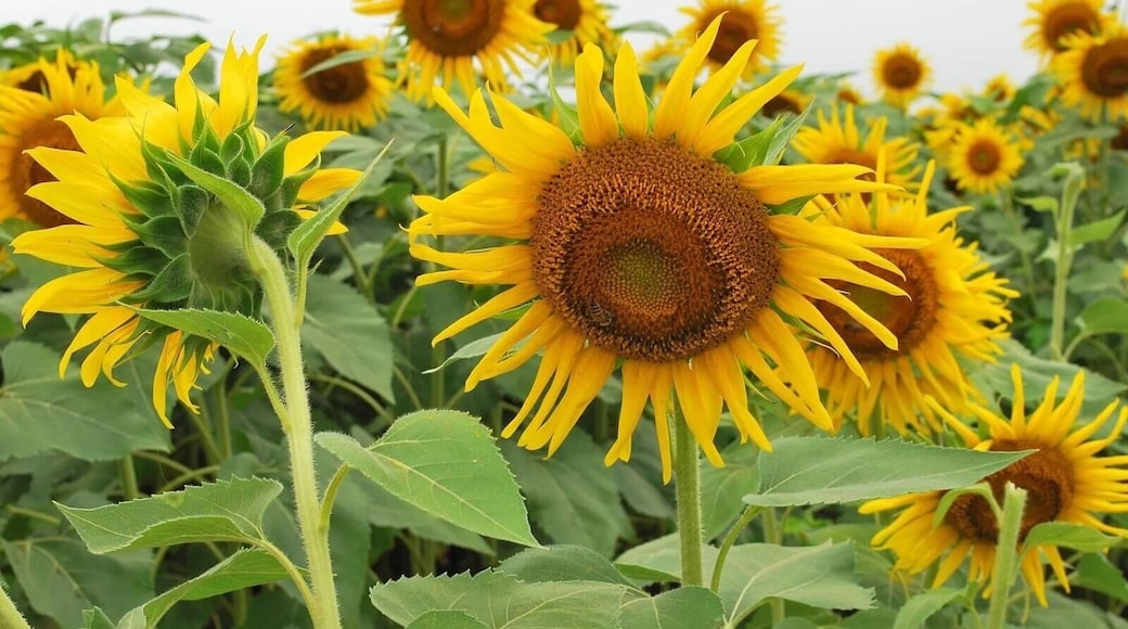 Shelby Farms, one of the largest metropolitan parks in the US, is home to a sunflower grove. It spans acres and is amazing to see up close as well as at a distance. #Nature
