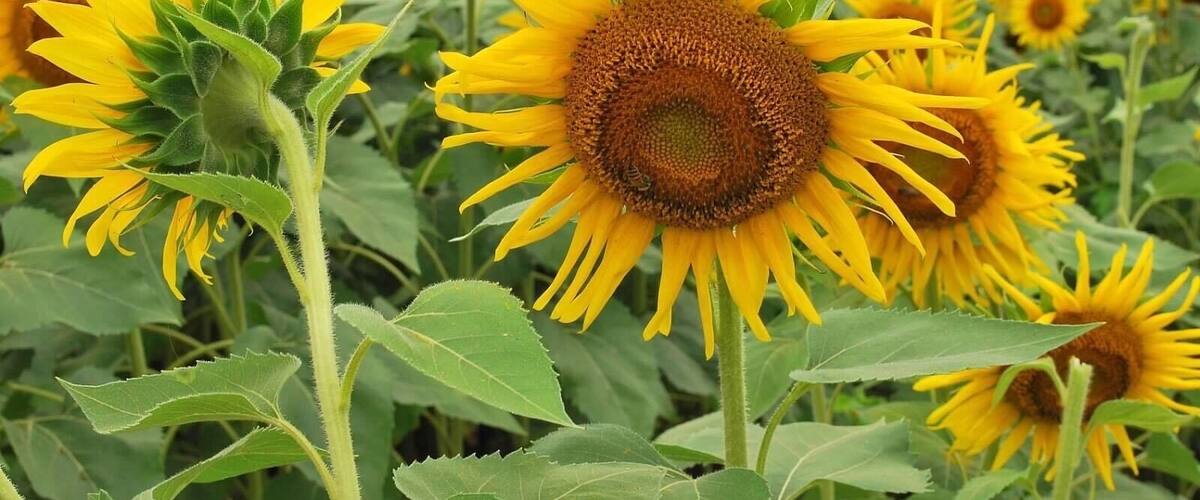 A field of sunflowers with green leaves and a clear sky.