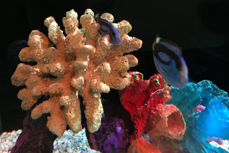 A coral reef with a variety of corals in different colors and shapes.