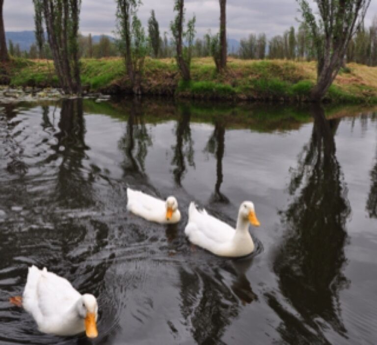 Canales de Xochimilco. Get off the crowded main path and you get a taste of what the Mexico City valley looked like before it was populated, when Aztecs and other tribes built "chinampas" to turn a lake into a Venice-like metropolis.  