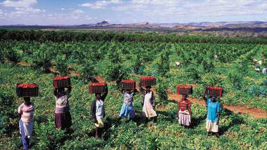 Musina que incluye tierras de cultivo, cultura indígena y vistas de paisajes