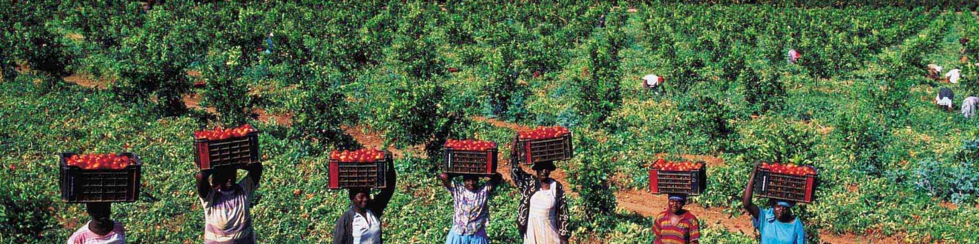 Musina caracterizando paisagem, cultura nativa e fazenda
