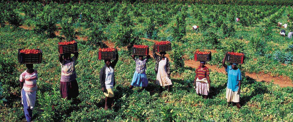 A vineyard with rows of grapevines and people carrying crates of grapes.