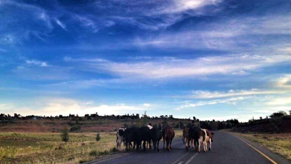 Lesotho is besides being called the mountain kingdom also known as the country without fences. Basically the shepherds can bring their animals to any field they like. This means that you never know what you meet on the roads :)