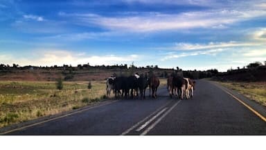 Lesotho is besides being called the mountain kingdom also known as the country without fences. Basically the shepherds can bring their animals to any field they like. This means that you never know what you meet on the roads :)