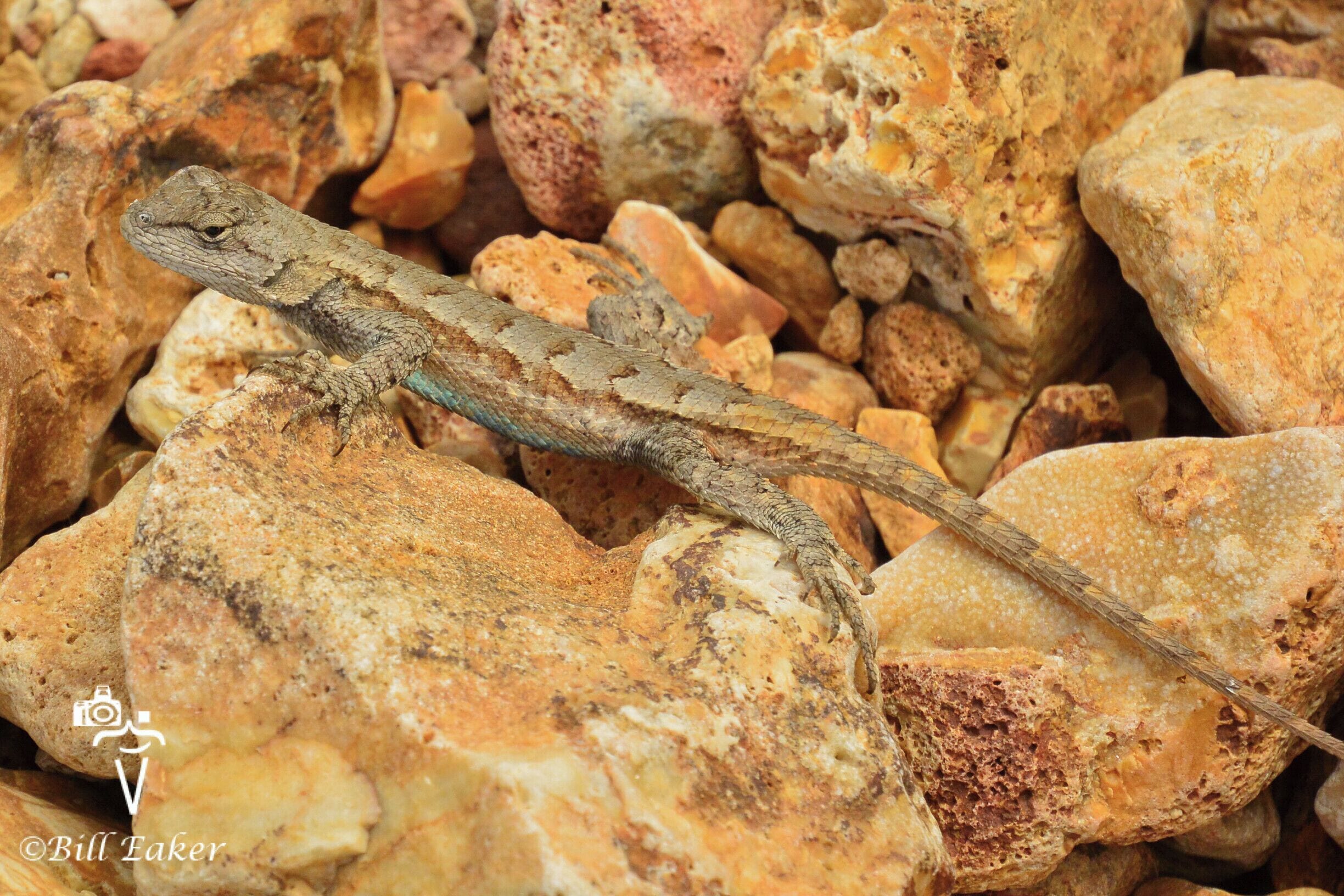 These little fence lizards were all over the rocks along the river by Dillard Mill.  Dillard Mill State Historic Site is a very interesting little stop if you are passing through the area.  The mill itself is well kept.