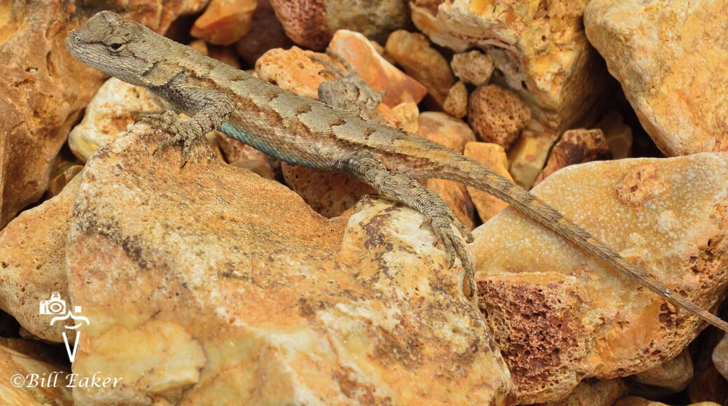 These little fence lizards were all over the rocks along the river by Dillard Mill. Dillard Mill State Historic Site is a very interesting little stop if you are passing through the area. The mill itself is well kept.