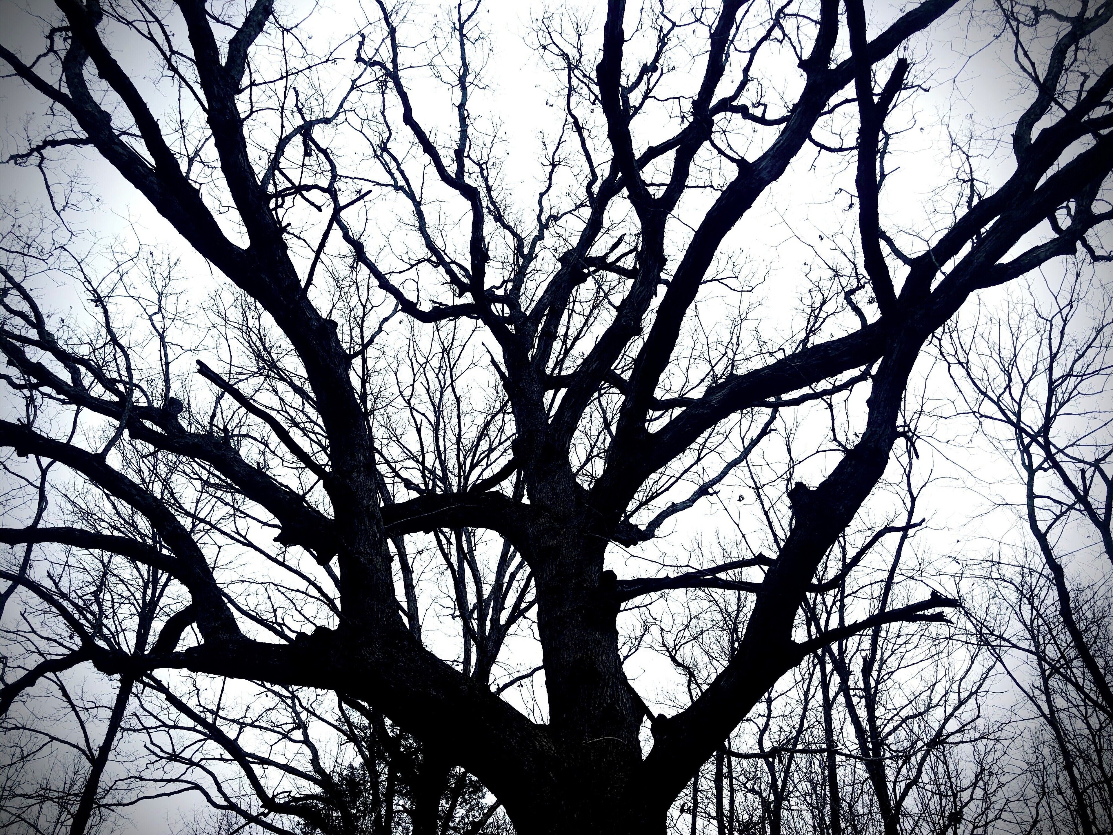 A large tree just inside the SW entrance at Compton Hollow Conservation. It’s amazing how much the contrast can change in 24 hours. I increased the saturation and applied a subtle vignette to enhance the shadows. This picture looks and feels like the complete opposite of the “white tree against blue sky” picture I took yesterday. It has an spooky, Halloween feel to it even though it is actually late February and in a few weeks the Spring flowers will be blooming.