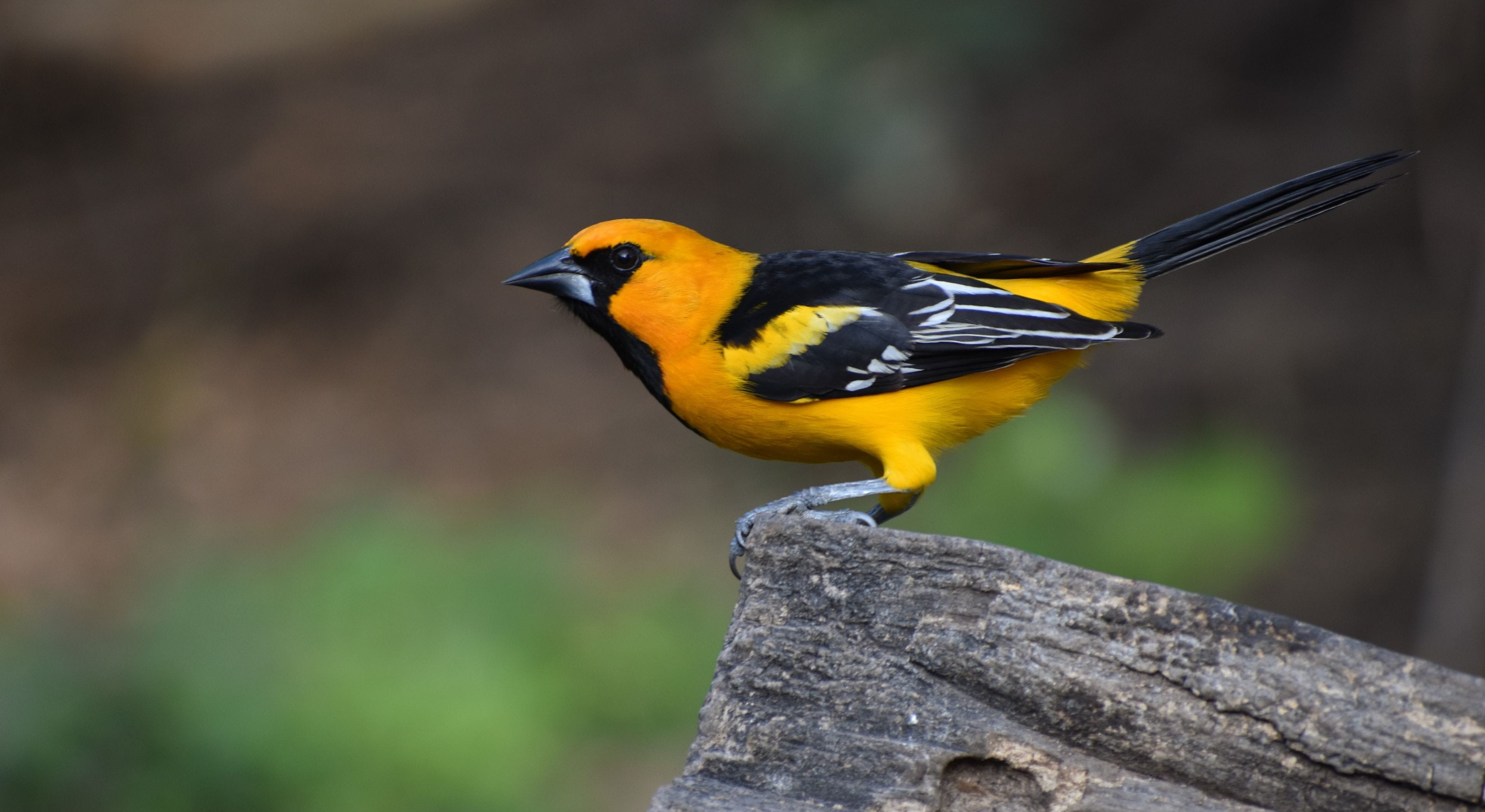 A yellow and black bird perched on a wooden surface.