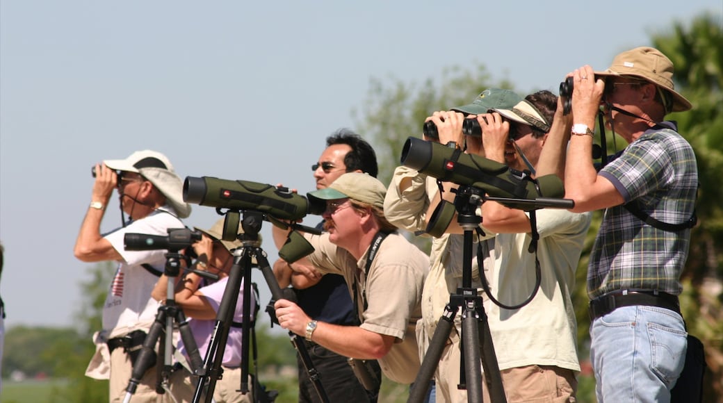 McAllen mostrando vistas y aventuras de safari y también un gran grupo de personas