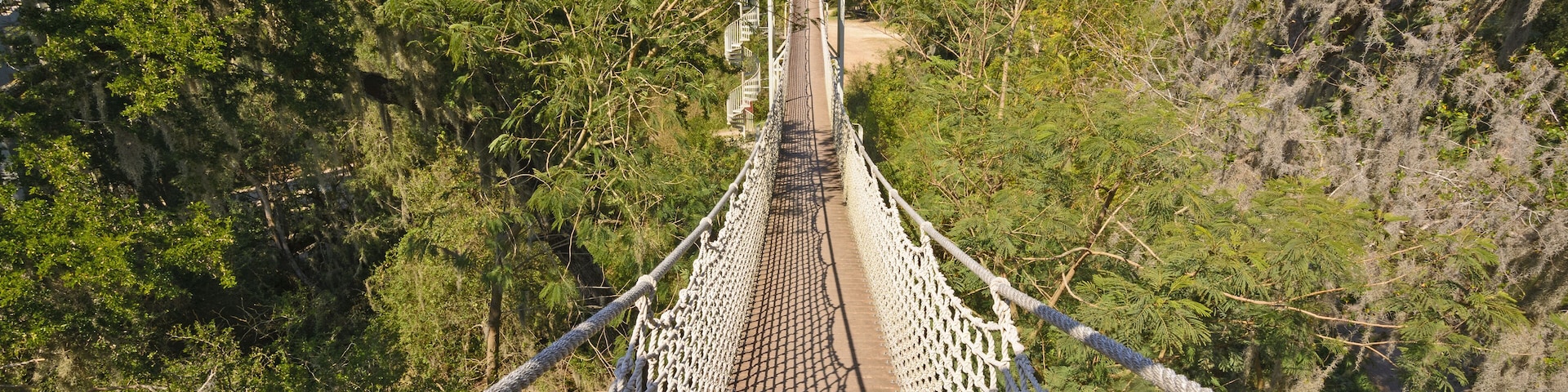 Canopy Walk in a Subtropical Forest
