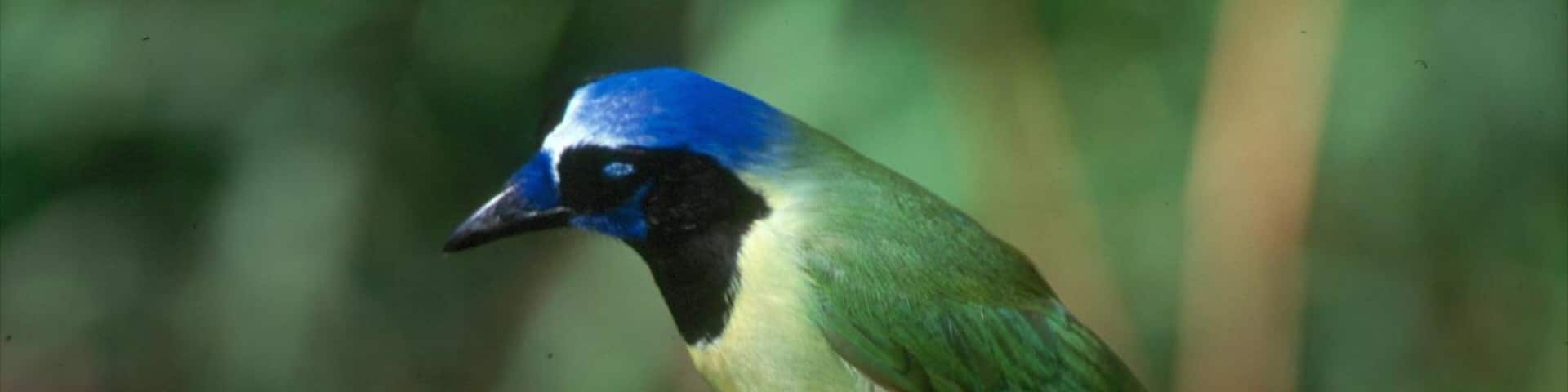 McAllen showing bird life