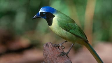 McAllen showing bird life