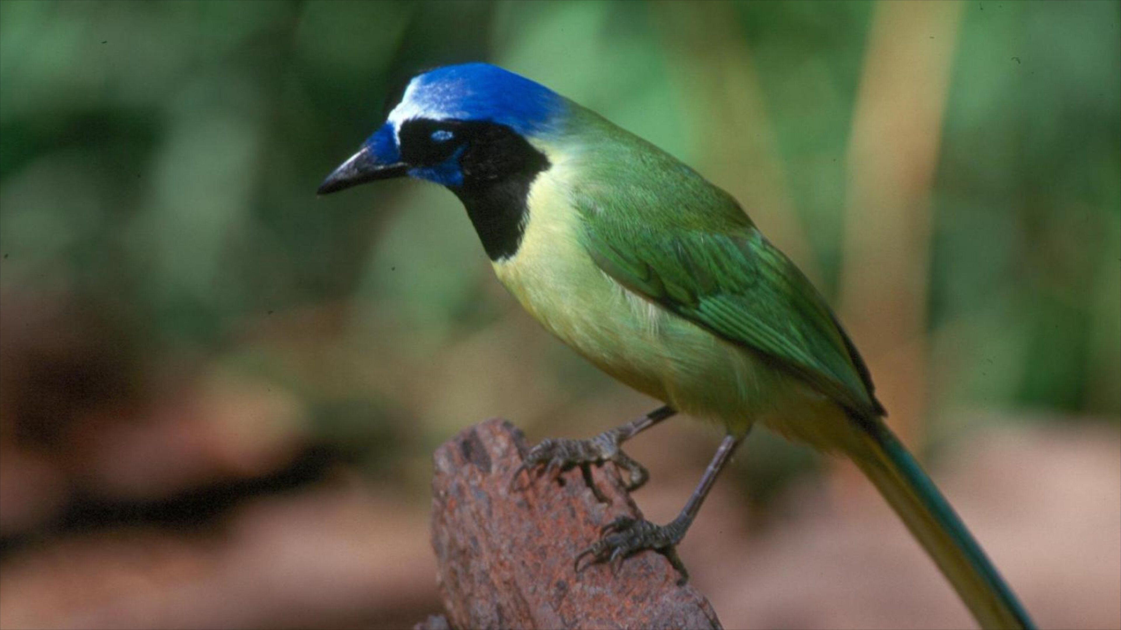 A bird with a blue head and green body perched on a branch.