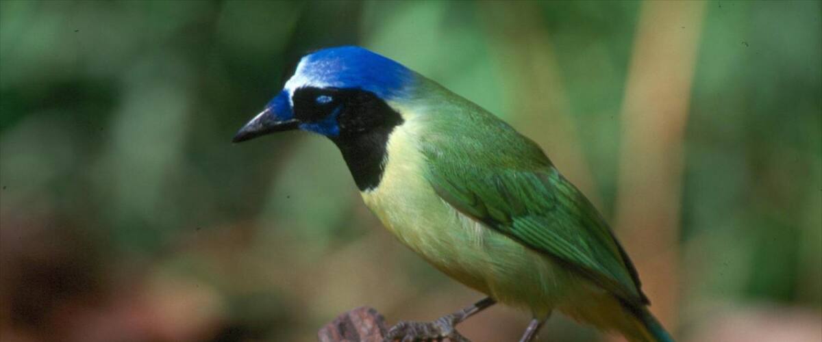 A bird with a blue head and green body perched on a branch.