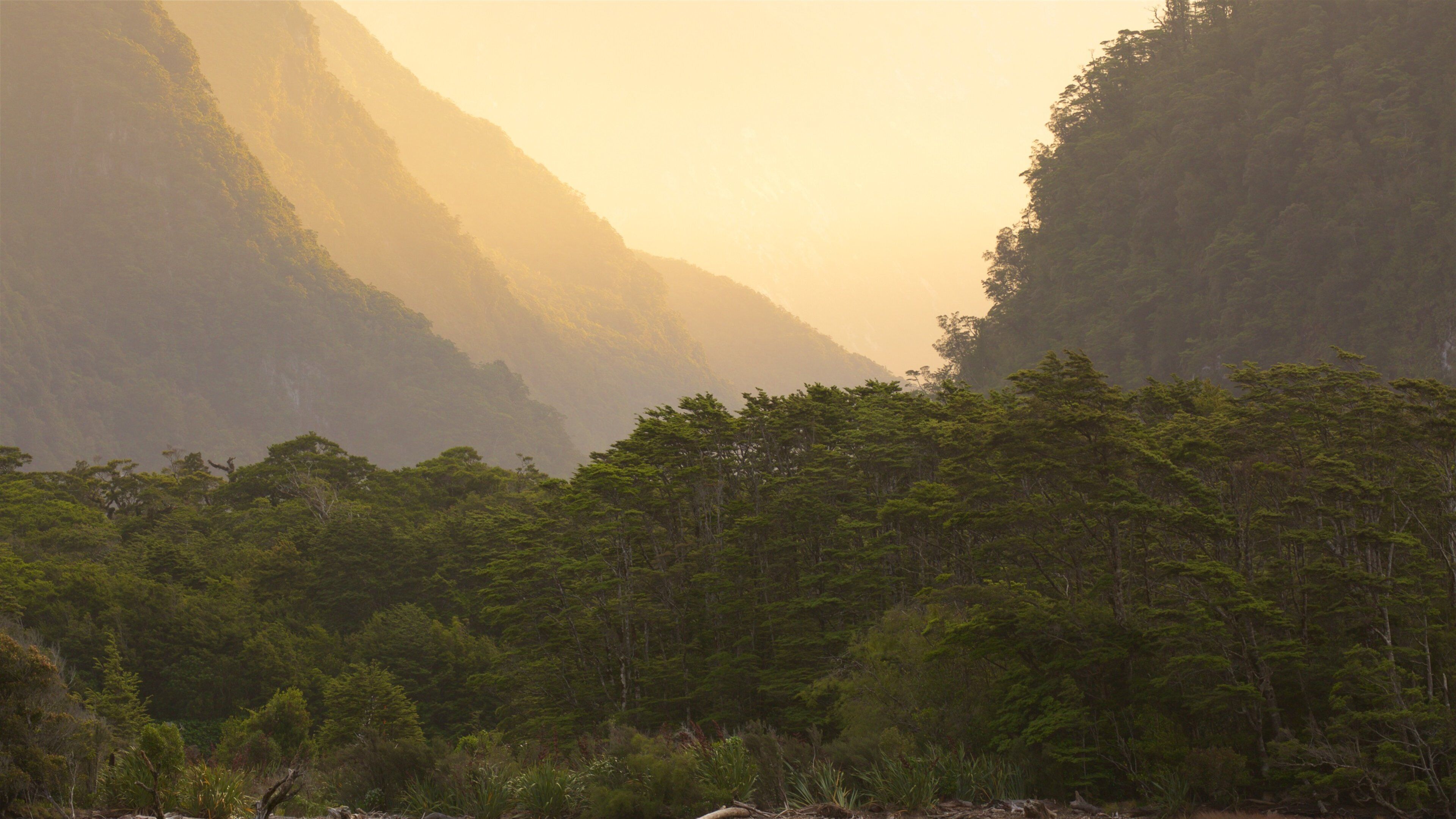 Milford Sound which includes forests and a sunset