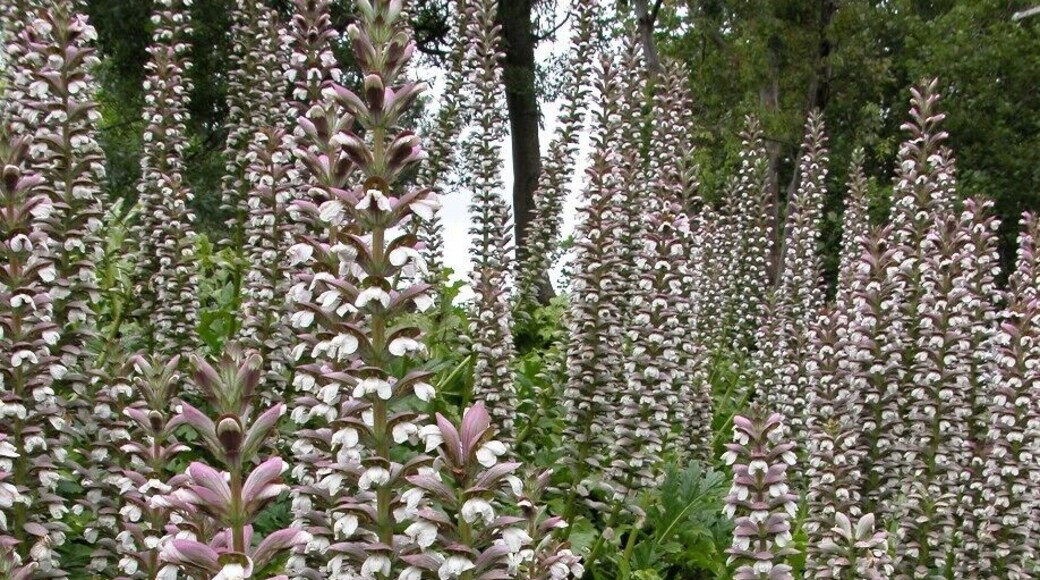 The flowers in the sinkhole!