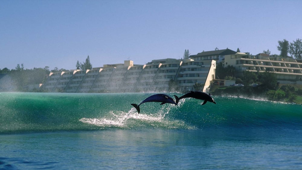 Margate showing surf, general coastal views and marine life