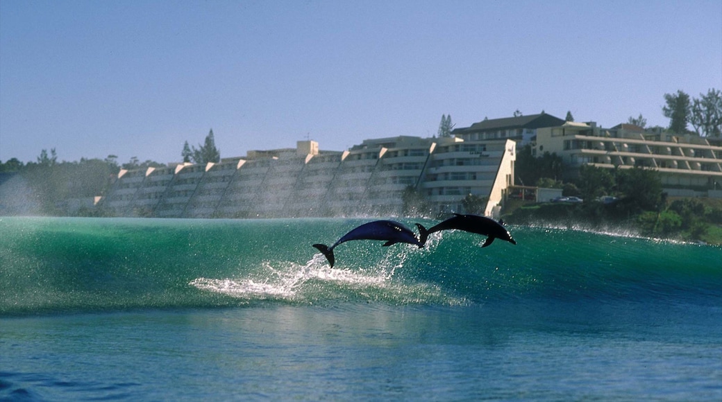 Margate showing surf, general coastal views and marine life