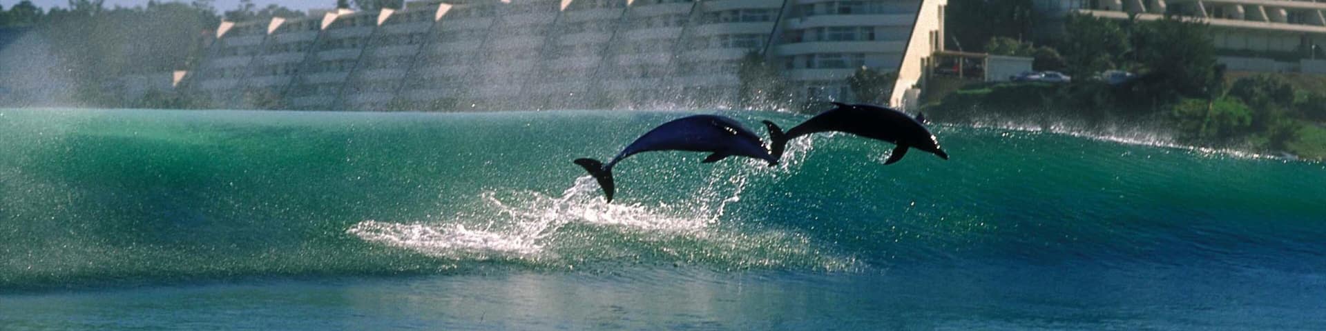 Margate showing surf, general coastal views and marine life